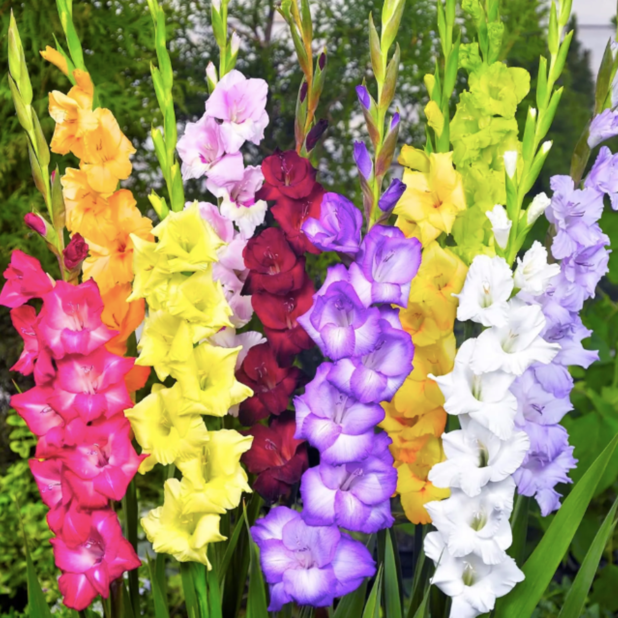 Gladiolus Flower Bulbs Mix Colour - (Pack Of -10 Bulbs)