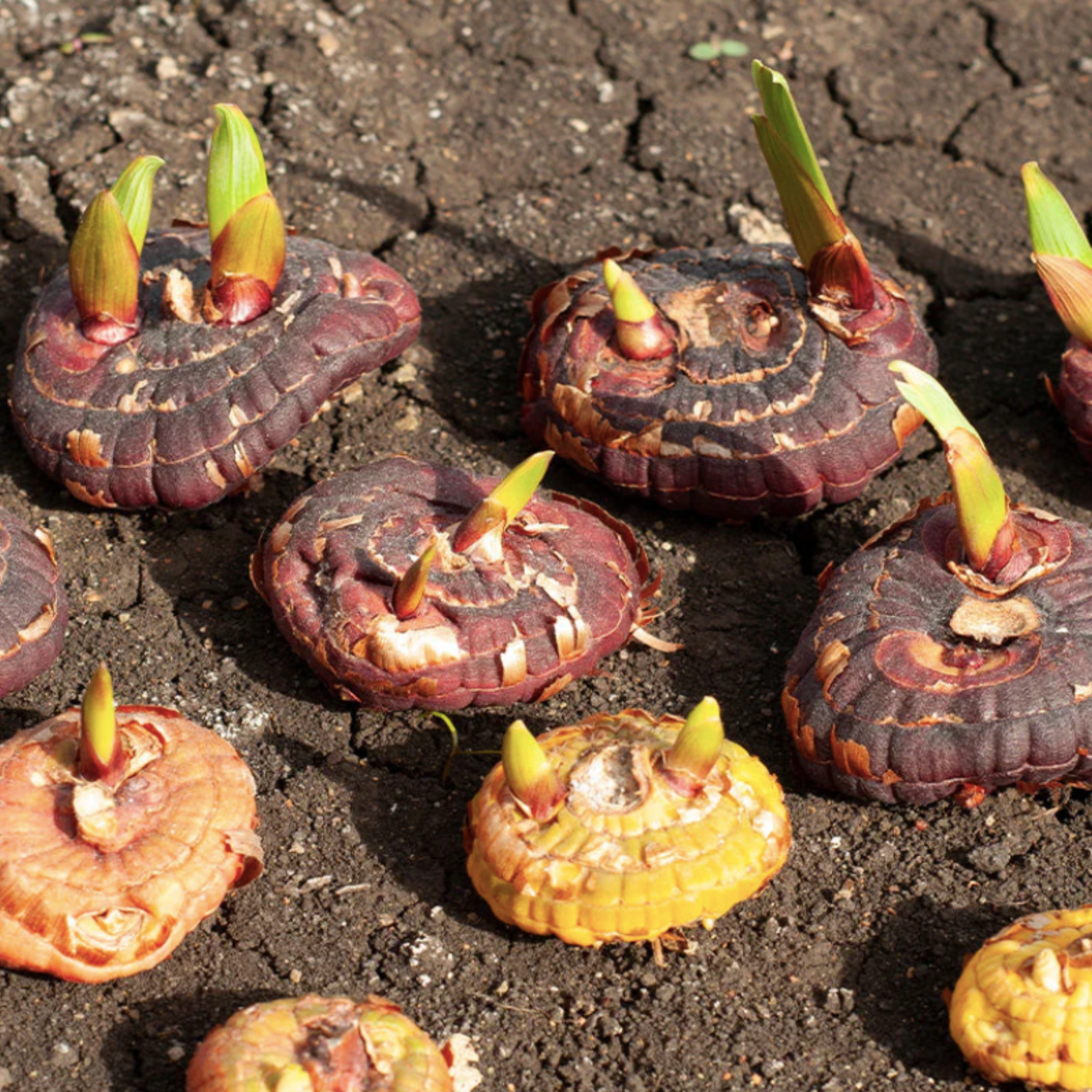 Gladiolus Flower Bulbs Mix Colour - (Pack Of -10 Bulbs)